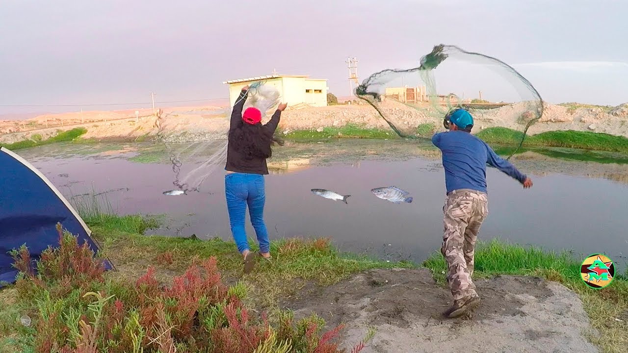 Pescando Tilapias con Red Atarraya - Excelente pesca de Tilapias con ...