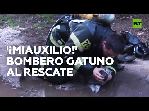 'Miauxilios': Un bombero reanima a un gatito intoxicado por un incendio