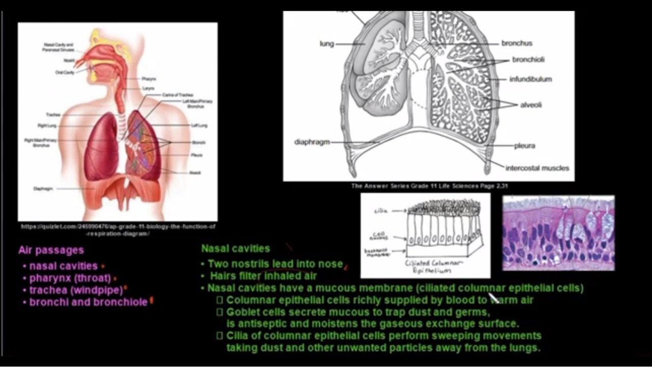 Grade 11 Life Sciences Gaseous Exchange YouTube