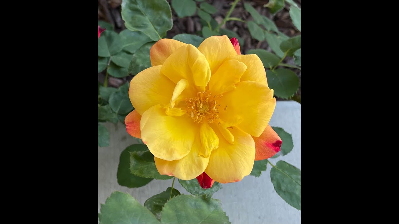 Heat Resistant Rose Joseph's Coat Rose Presents the Beauty Until Last ...