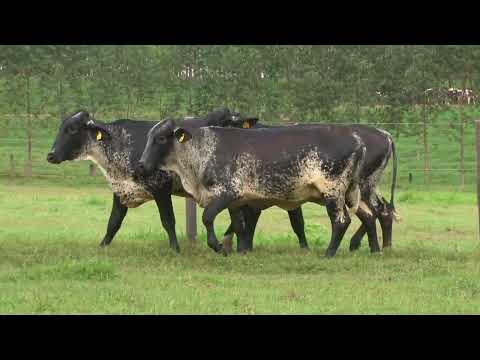 LOTE 126   21º LEILÃO SANTA LUZIA   LEITE COM RAÇA🥛🐄