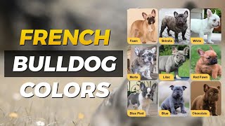 French Bulldog Color Chart: Common & Rare Colors List (2024)