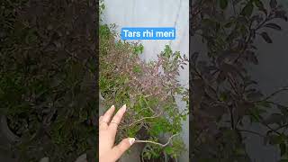 t#tars rhi meri peyasi 🙏🙏🥰