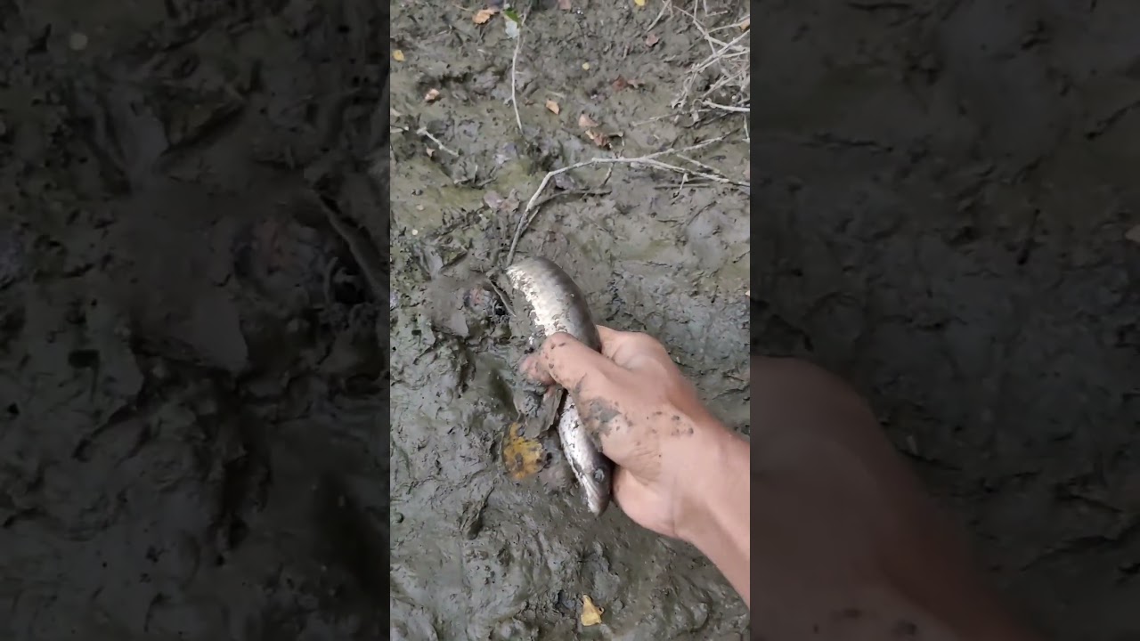 Fishing in Countryside Stream  Big Catch and Survival Skills