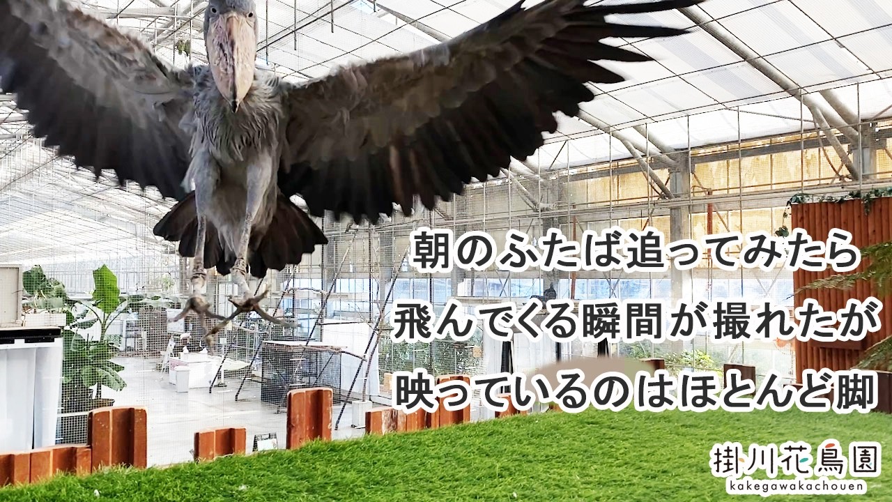 朝のふたばを追ってみたら、飛んでくる瞬間が撮れたが、映っているのはほとんど脚【掛川花鳥園公式】
