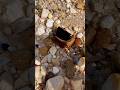 Hunting for unique stones and beautiful motifs at gold mining sites. #hunting #gemstone #goldmine