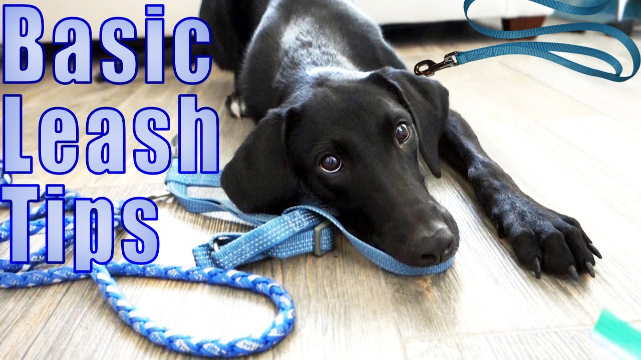 how to put a leash on a fearful dog