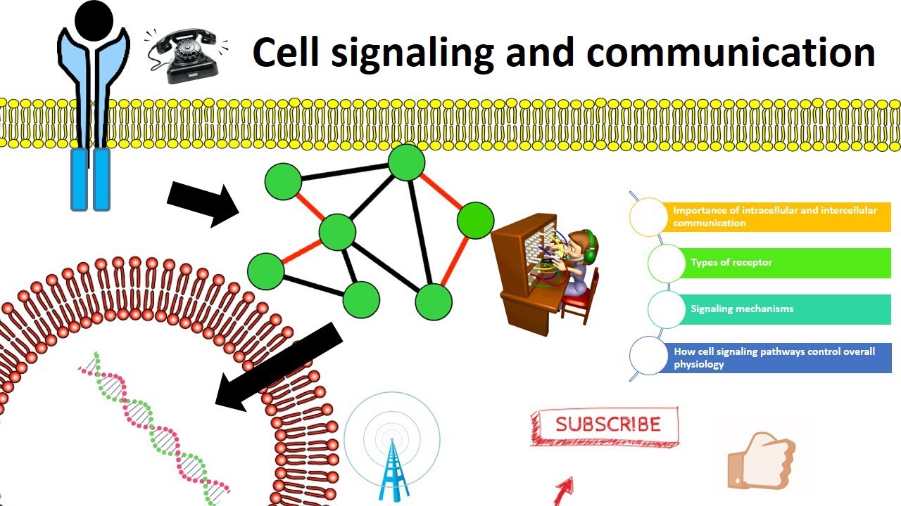 cell signaling overview - YouTube