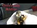 Pet  monkey Daily Routine |  food prep ,clean cage ,bath, and more