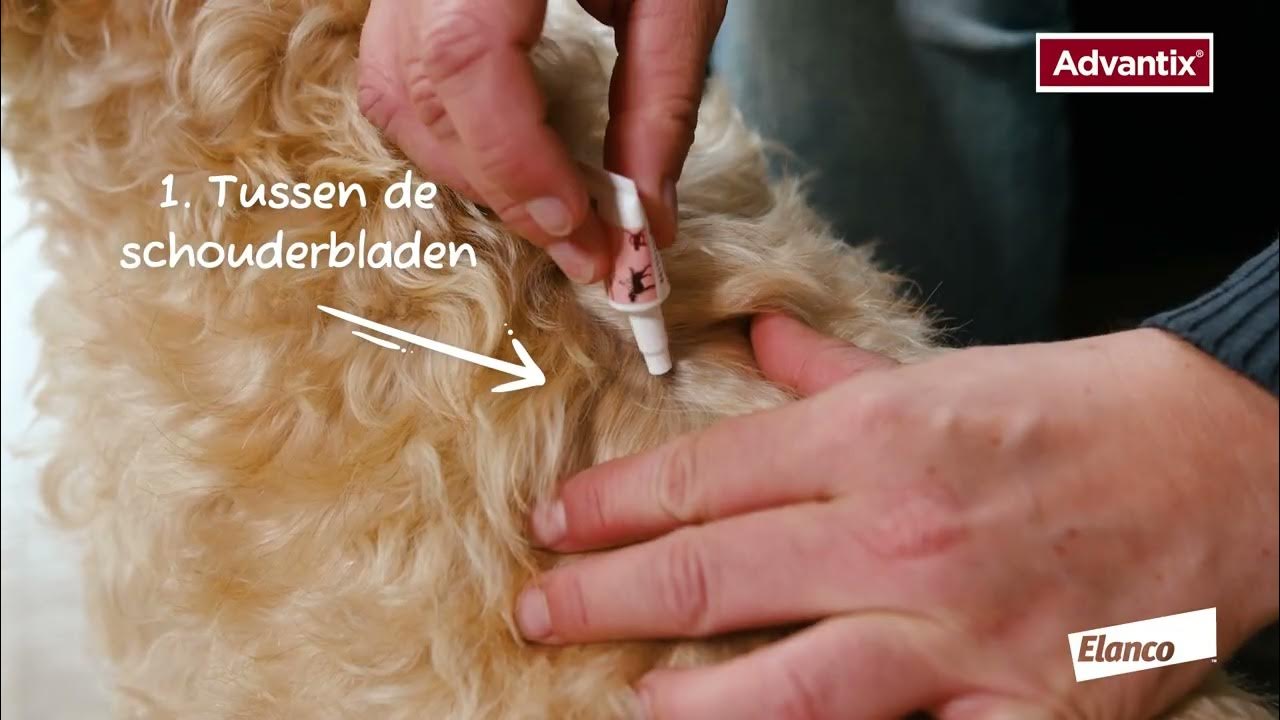 Hoe breng ik de Advantix pipet aan bij mijn hond? YouTube