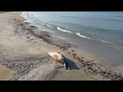 Жағажайда барлау жасады