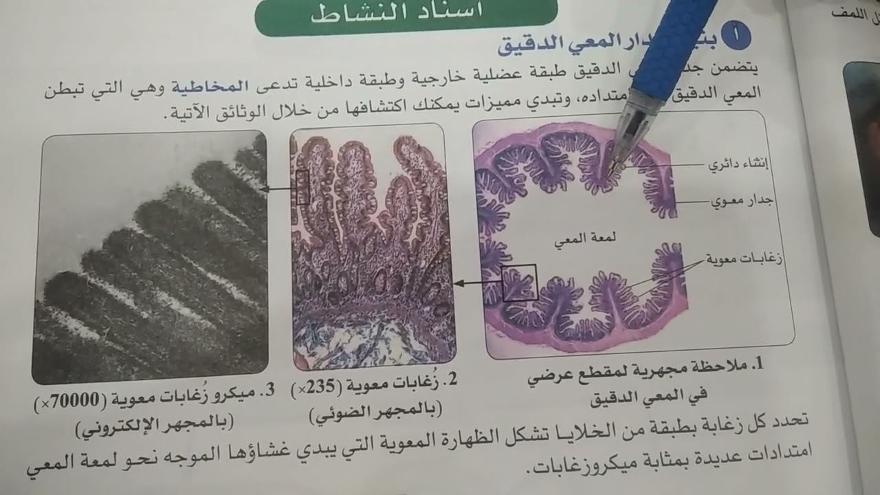 مميزات ( خصائص) سطح إمتصاص المغذيات