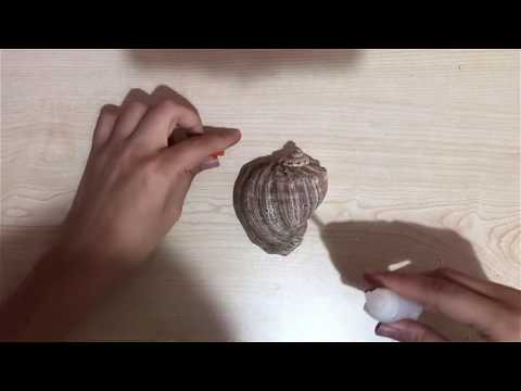 Video: Deniz Kabuğu Budama Sanatı
