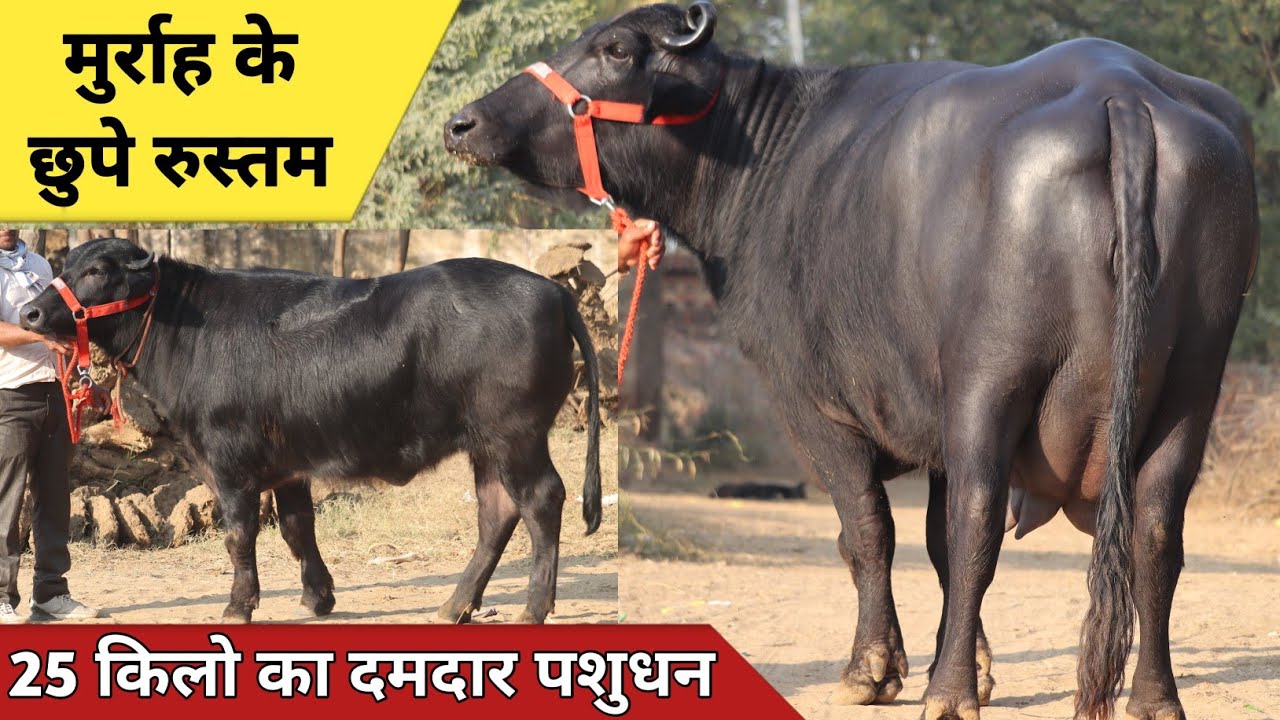 20 से 25 किलो की शानदार भैंसे, हमेशा मिलेगा गजब का पशुधन || Sunil Dairy Farm Nimli (9991845379)