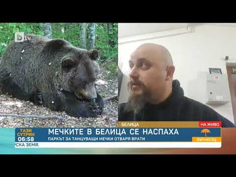 Видео: Активни ли са мечките през нощта?