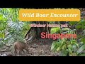 Wild 🐗  Boar Encounter at Windsor Nature Park,  Singapore 🇸🇬