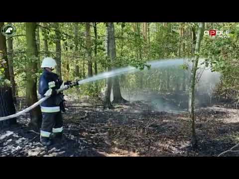 Pożar lasu w Walidrogach [20.07.2022]