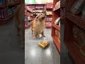 Golden Retriever Trade Time #shorts #dogs