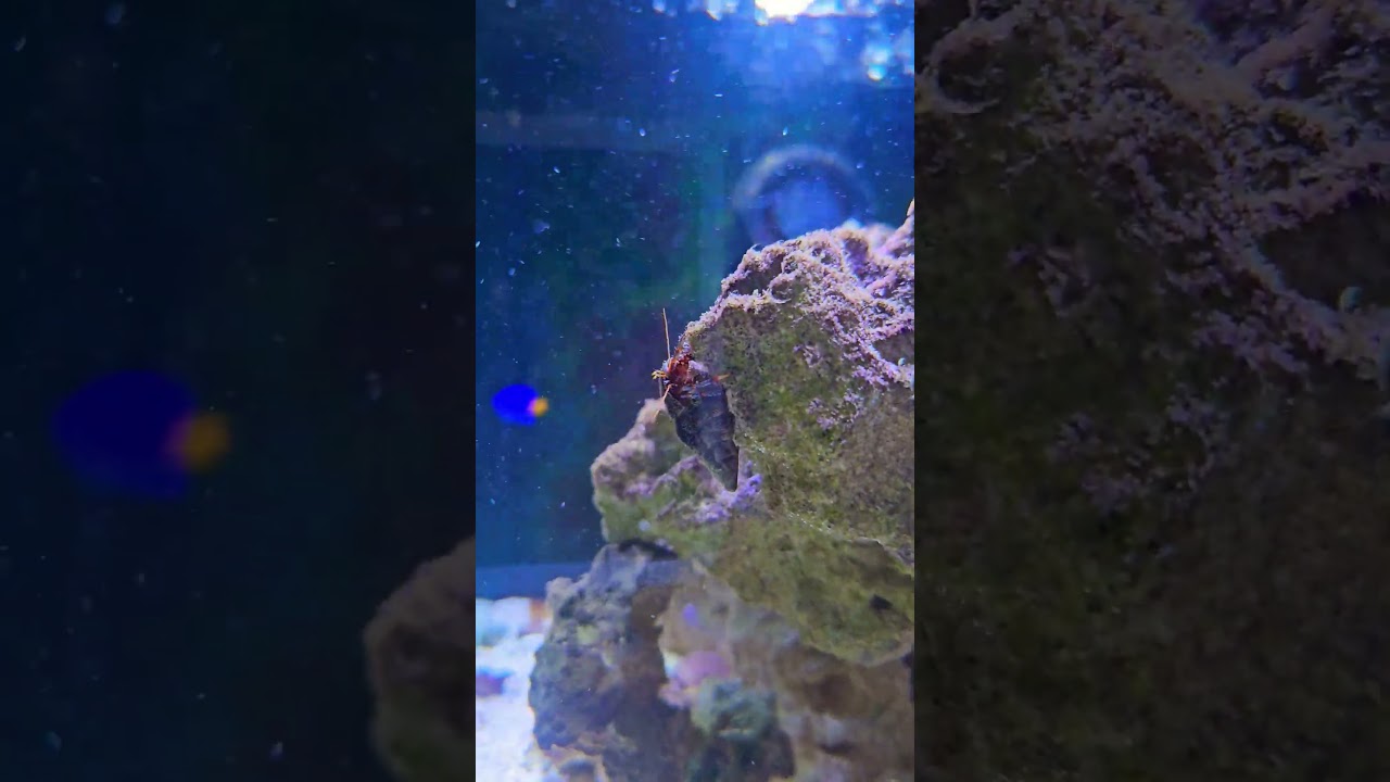 fluval evo 13.5... new project 