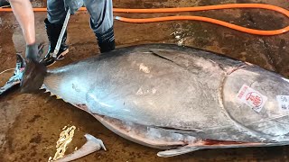 Fluency Cut 450kg Giant Bluefin Tuna
