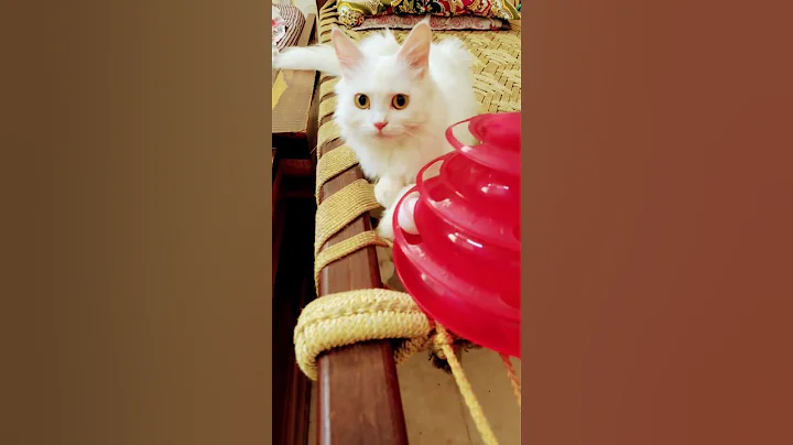 Video 11333501: kittens meowing british, british cat meow, british funny kittens, laugh cat kitten