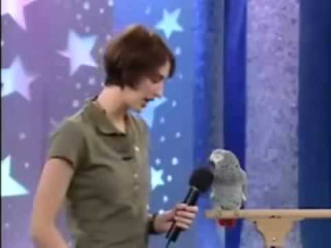 Video: Papoušek Zpívá „Belovezhskaya Pushcha“: Vtipné Video