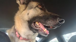 German Shepherd Alertness in parking lot by Anth 509 views 7 months ago 3 minutes, 29 seconds