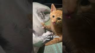 Cat wants milk 👀