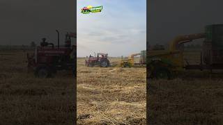Mf 385 Al Qasim chopper machine #shrots #farming