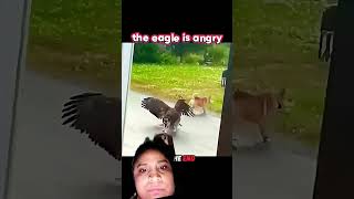 #truedialogue#Watch this intense moment of animal instincts survival and revenge captured on camera