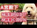 宮中晩餐会 A宮殿下やらかしましたね ! ! ご無理なさらずご静養ください