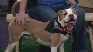 Ready Pet GO! Wayne County Dog Shelter visits 3News with Rubble