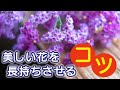 北海道産の花をもっと楽しみましょう！ ～美しい花を長持ちさせるコツ～【ランチタイムセミナー#43（2013年７月28日）】