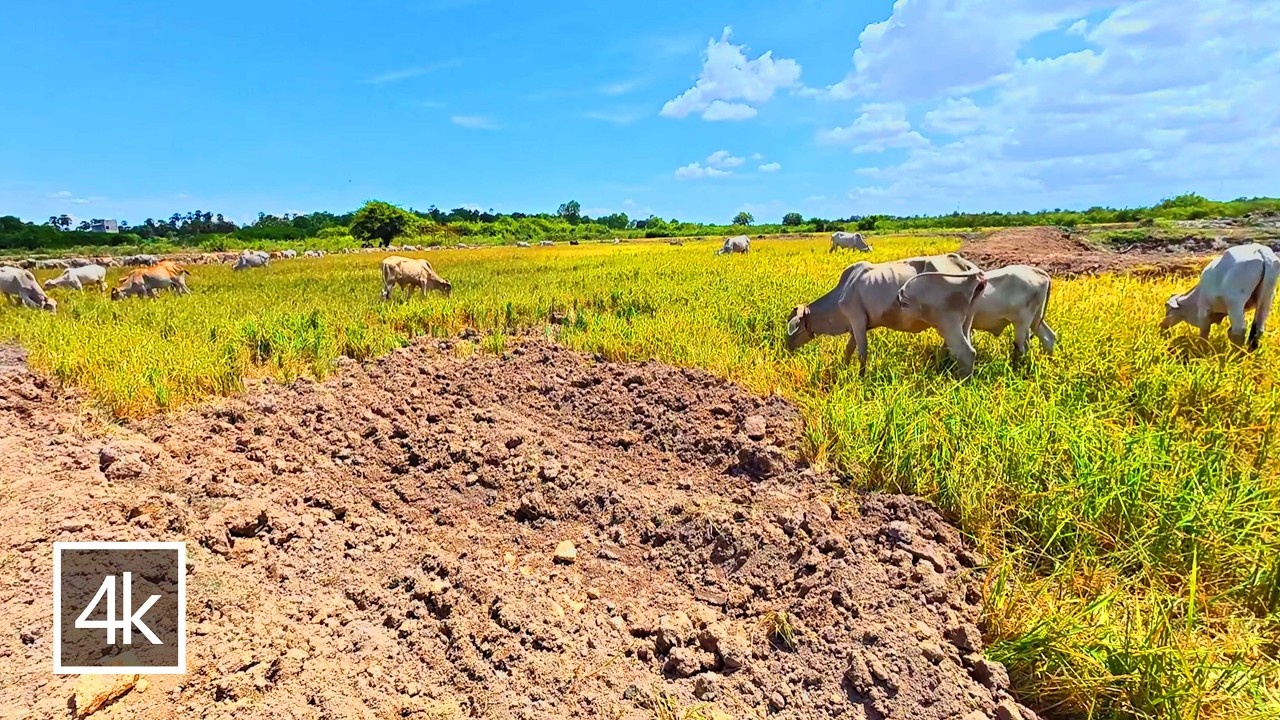 🌿 Countryside Landscape | Peaceful Nature Scenery & Relaxing Views