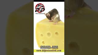 Tired of Rodents in Pitt/Wayne/Greene/jones/Onslow and Lenoir County? Call D & D Pest Control Today!