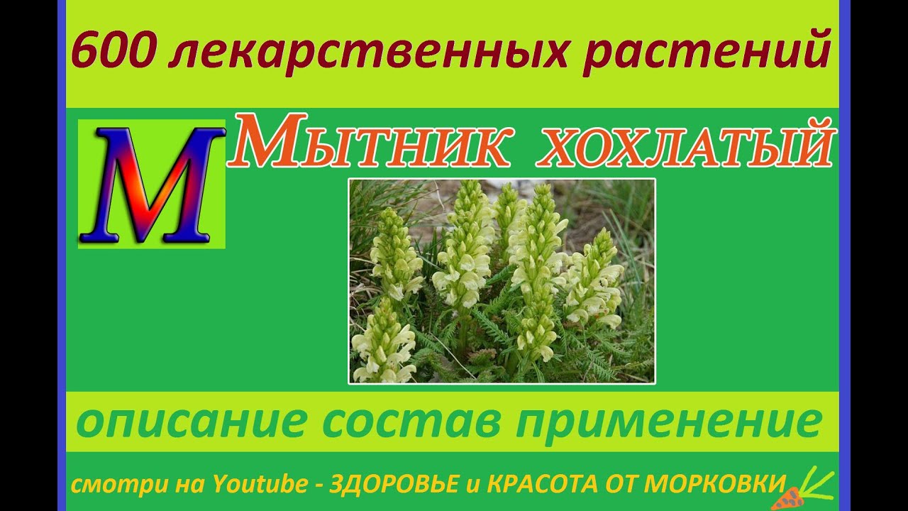МЫТНИК ХОХЛАТЫЙ 600 лекарственных растений