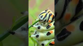 Papilio Machaon Caterpillar