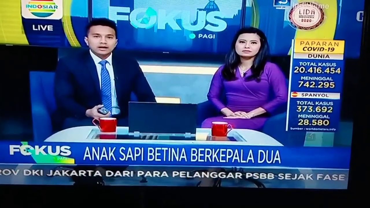 ANEH dan VIRAL !  Sapi Berkepala Dua di Probolinggo