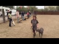Seminars | Romy walking an EXTREMELY shut down dog | Solid K9 Training Dog Training Seminars | Romy walking an EXTREMELY shut down dog | Solid K9 Training Dog Training