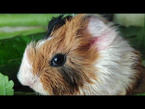 Baby Guinea pig