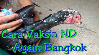 REVIEW!!! Jago Ayam Bangkok Silangan Ayam Birma | Mata Kerak | Sangat Istimewa. 