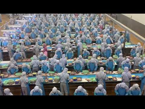 태국 치킨공장,세계최대공장