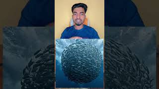 The Whale’s Magical Bubble Trap 🐋💨 | Nature’s Most Incredible Hunting Technique!