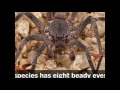 IMPRESIONANTE !! ARAÑA GIGANTE 2017