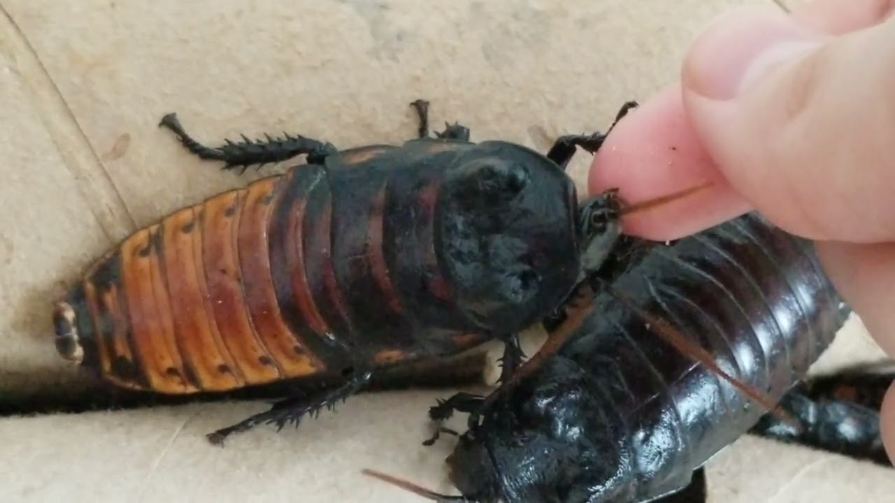 offering dog treats to roaches by hand YouTube