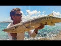 Barracuda ATTACKS LIVE Mullet! - Fishing