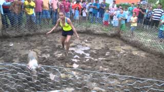 Porco Na Lama Na Festa De Monte Alverne