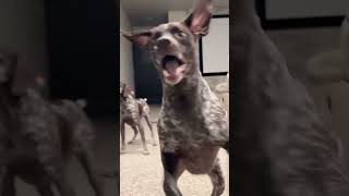 They have a German Shorthaired Pointer. #dog#funny#funnyanimals#funnypets#animals#pet#longervideos