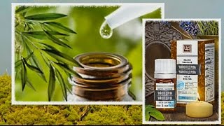 Эфирное масло чайного дерева - про австралийское чайное дерево