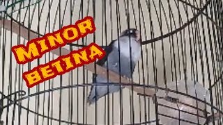 Masteran lovebird nada minor betina